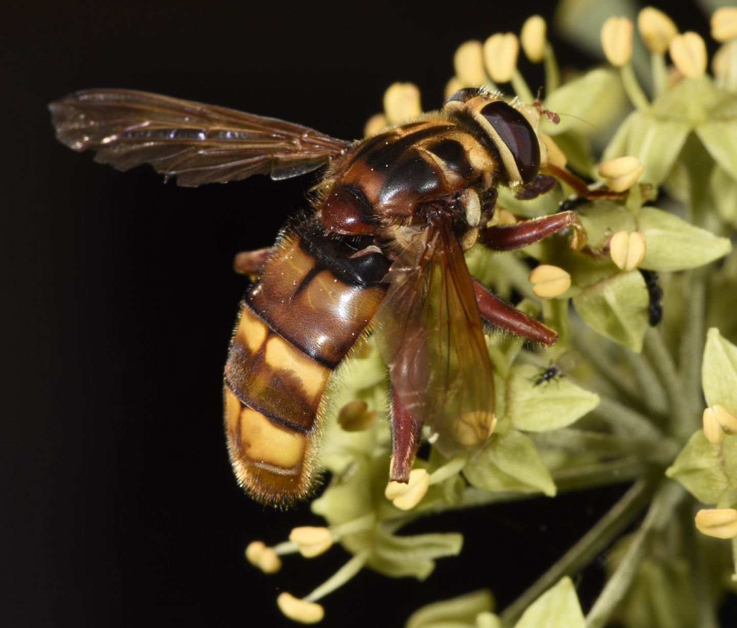 Milesia crabroniformis (Syrphidae)